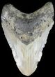 Bargain Megalodon Tooth - North Carolina #48910-1